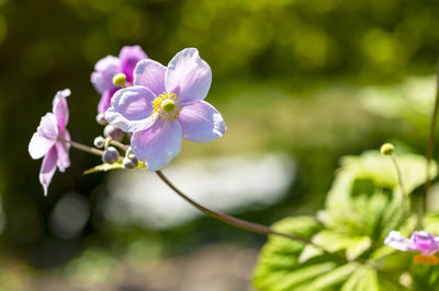 Close-up of purple flowering plant