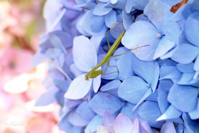 Full frame shot of flower