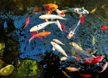 High angle view of koi carps swimming in pond