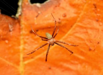 Close-up of spider