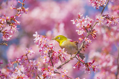 Cherry blossoms and japanese white-eye