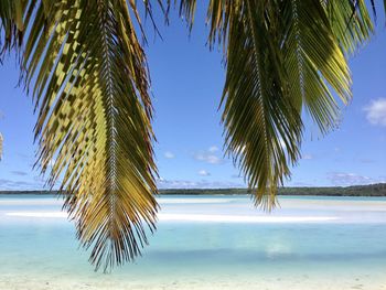 Palm tree by sea against sky