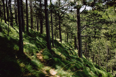 Beautiful hiking path surrounded by pine trees with fluffy grass. retro nature look.