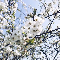 Low angle view of cherry blossoms in spring