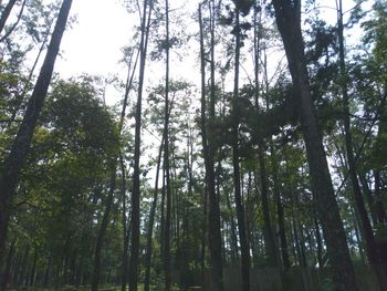 Low angle view of bamboo trees in forest against sky