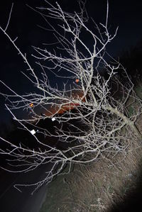 Close-up of illuminated bare tree at night