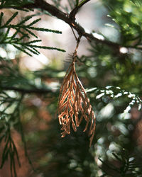 Close-up of plant hanging on tree