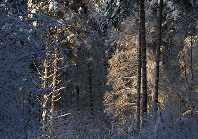 Close-up of frozen plant on land