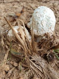 High angle view of nest on field