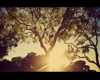 Sun shining through trees