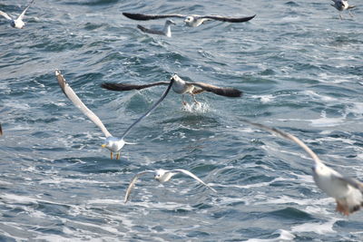 Seagulls flying over sea