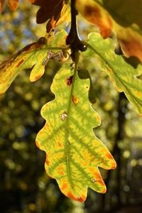 Close-up of fresh green leaves