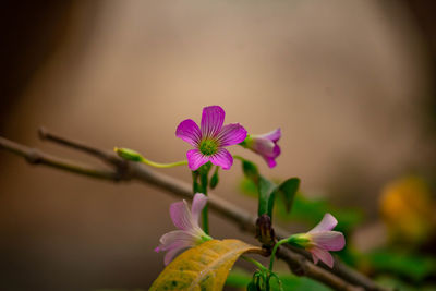 Close-up of pink flowering plant