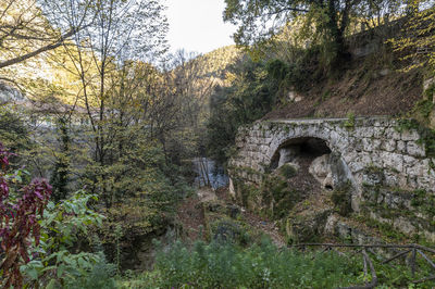 Arch bridge amidst trees in forest