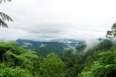 Scenic view of forest against sky