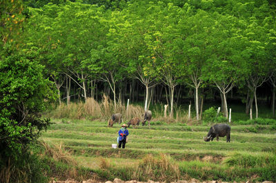 Horses on field