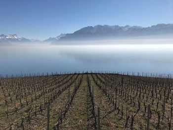 Field above the clouds