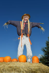 Low angle view of pumpkins on field and scarecrow against clear blue sky