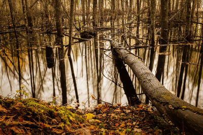 View of a tree trunk in the forest