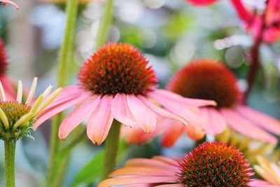 Close-up of pink flower