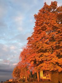 Scenic view of trees against sky during autumn