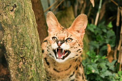 Close-up portrait of tiger