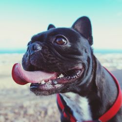 Close-up of dog looking away