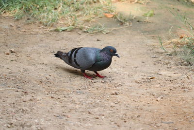 High angle view of pigeon