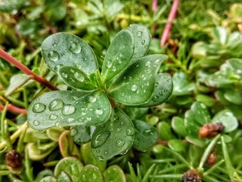 Close-up of raindrops on plant