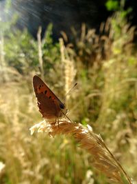 Close-up of butterfly perching on leaf