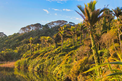 Scenic view of palm trees on landscape against sky