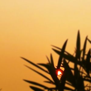 Close-up of silhouette plants against sunset