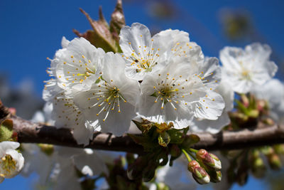 Close-up of white cherry blossom tree