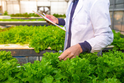 Scientist or worker testing and collect data from lettuce organic hydroponic.