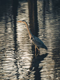 Bird in lake