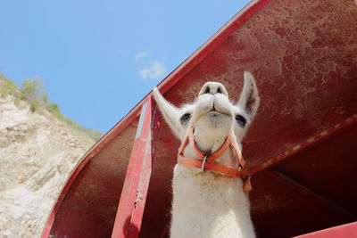 Close-up of an animal