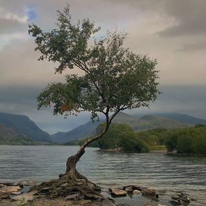 Tree by lake against sky