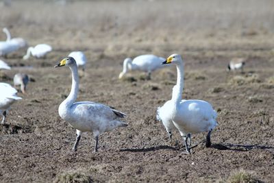 Flock of birds on field