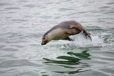 Sea lion jumping in sea 