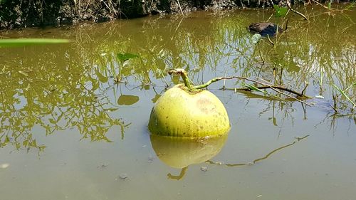 Close-up of fruit in water