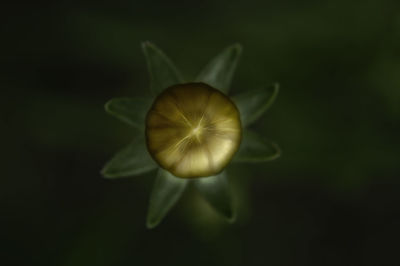 Close-up of flowering plant against blurred background