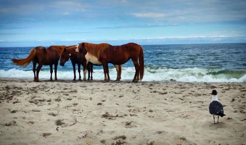 Horses standing on beach against sky