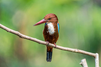 White-throated kingfisher perched	