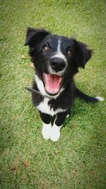 High angle portrait of dog on field