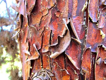 Close-up of rusty metal on tree trunk