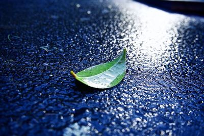 Close-up of leaf