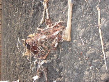 High angle view of bird on land