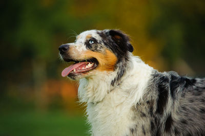 Close-up of dog outdoors