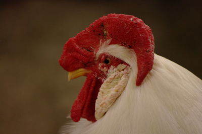 Close-up of a bird