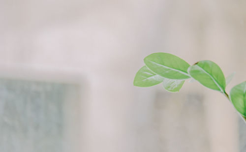 Close-up of plant against wall